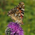 Babočka bodláková (Vanessa cardui)