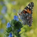 Babočka bodláková (Vanessa cardui)