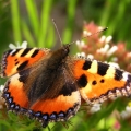 Babočka kopřivová (Aglais urticae)