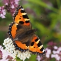 Babočka kopřivová (Aglais urticae)