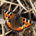 Babočka kopřivová (Aglais urticae)