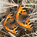 Babočka kopřivová (Aglais urticae)