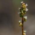 Bařička bahenní (Triglochin palustre)