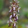 Barlie statná (Barlia robertiana)