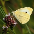 Bělásek zelný (Pieris brassicae)