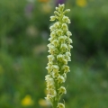 Běloprstka bělavá (Pseudorchis albida)