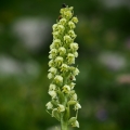 Běloprstka bělavá (Pseudorchis albida)