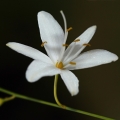 Bělozářka větevnatá (Anthericum ramosum)