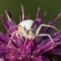 Běžník kopretinový (Misumena vatia)