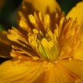 Blatouch bahenní (Caltha palustris)