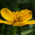 Blatouch bahenní (Caltha palustris)