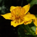 Blatouch bahenní (Caltha palustris)