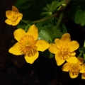 Blatouch bahenní (Caltha palustris)