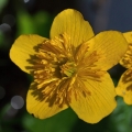 Blatouch bahenní (Caltha palustris)