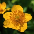 Blatouch bahenní (Caltha palustris)