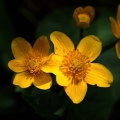 Blatouch bahenní (Caltha palustris)