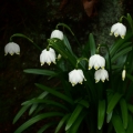 Bledule jarní (Leucojum vernum)