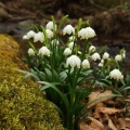 Bledule jarní (Leucojum vernum)