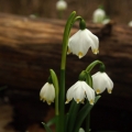 Bledule jarní (Leucojum vernum)