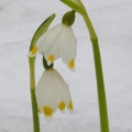 Bledule jarní (Leucojum vernum)