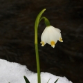 Bledule jarní (Leucojum vernum)