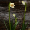 Bledule jarní (Leucojum vernum)