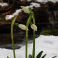 Bledule jarní (Leucojum vernum)