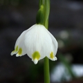 Bledule jarní (Leucojum vernum)