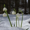 Bledule jarní (Leucojum vernum)