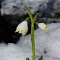 Bledule jarní (Leucojum vernum)