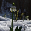 Bledule jarní (Leucojum vernum)