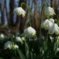 Bledule jarní (Leucojum vernum)