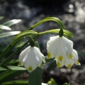 Bledule jarní (Leucojum vernum)
