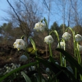 Bledule jarní (Leucojum vernum)