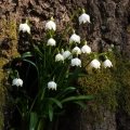 Bledule jarní (Leucojum vernum)
