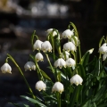 Bledule jarní (Leucojum vernum)