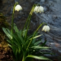 Bledule jarní (Leucojum vernum)