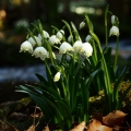 Bledule jarní (Leucojum vernum)