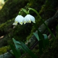 Bledule jarní (Leucojum vernum)
