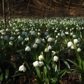 Bledule jarní (Leucojum vernum)