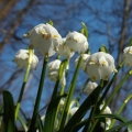 Bledule jarní (Leucojum vernum)