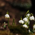 Bledule jarní (Leucojum vernum)