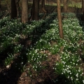 Bledule jarní (Leucojum vernum)