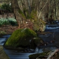 Bledule jarní (Leucojum vernum)