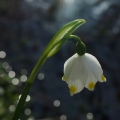 Bledule jarní (Leucojum vernum)