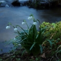 Bledule jarní (Leucojum vernum)