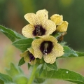Blín černý (Hyoscyamus niger)
