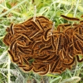Bourovčík jižní (Thaumetopoea pityocampa)