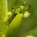 Bradáček vejčitý (Listera ovata)