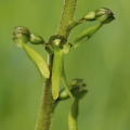 Bradáček vejčitý (Listera ovata)